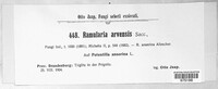 Ramularia arvensis image